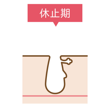 休止期